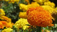 Bunga-bunga di Hamilton Gardens begitu cantik. Hamilton Gardens cocok banget untuk jadi destinasi liburan di Selandia Baru (Fitraya/detikTravel)