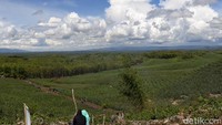 Panorama bukit pun terlihat dengan jelas dari berbagai sudut (Pradito/detikTravel)