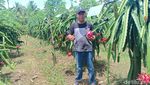 Harga Anjlok, Petani Buah Naga Buang Hasil Panen