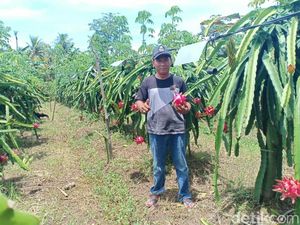 Harga Buah Naga Anjlok, Petani Ngaku Rugi hingga Rp 60 Juta