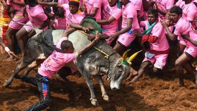 2 Penonton Tewas dalam Festival Adu Banteng di India 2 Penonton Tewas dalam Festival Adu Banteng di India