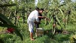 Harga Anjlok, Petani Buah Naga Buang Hasil Panen