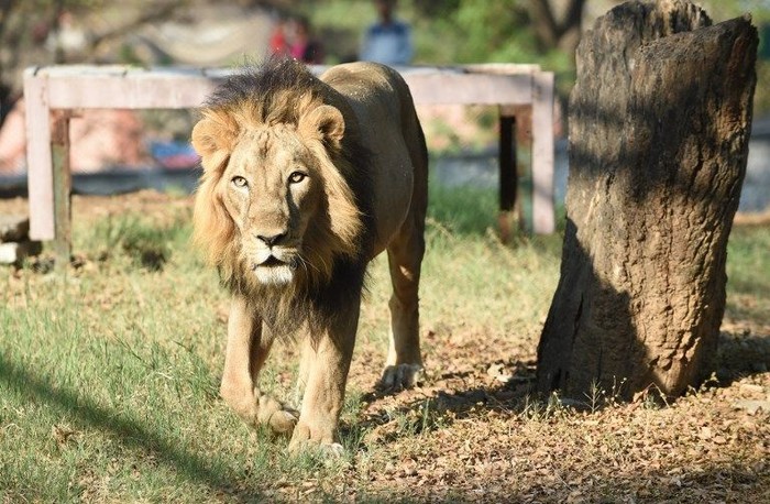 This picture taken on March 10, 2018, shows an Asiatic lion Amber walking in his open enclosure at Kamla Nehru Zoological Garden in Ahmedabad. - Lions are listed as critically endangered since 2000 with its population under threat due to hunting and human encroachment on its habitat. (Photo by SAM PANTHAKY / AFP)