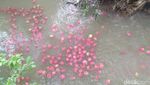 Harga Anjlok, Petani Buah Naga Buang Hasil Panen