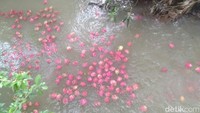 Penampakan buah naga yang dibuang petani di Banyuwangi.