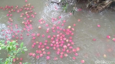 Harga Anjlok, Petani Buah Naga Buang Hasil Panen