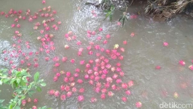 Buah naga yang dibuang ke sungai