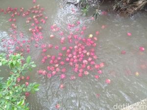 Terkuak, Buah Naga yang Dibuang di Banyuwangi Ternyata Reject