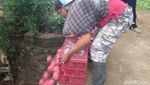Harga Anjlok, Petani Buah Naga Buang Hasil Panen