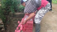 Harga buah naga di Banyuwangi berkisar Rp 1.500 hingga Rp 2.000/kg. Namun kini petani membuang buah naga ke sungai, sebagai bentuk protes terhadap anjloknya harga buah naga tersebut.