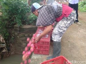 Saat Petani Buah Naga di Banyuwangi Terimbas Harga yang Terjun Bebas