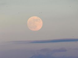 Indahnya Awal Gerhana Bulan Serigala di Berbagai Negara