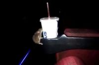Hiii! Tikus Ini Berkeliaran Dalam Bioskop untuk Endus Makanan