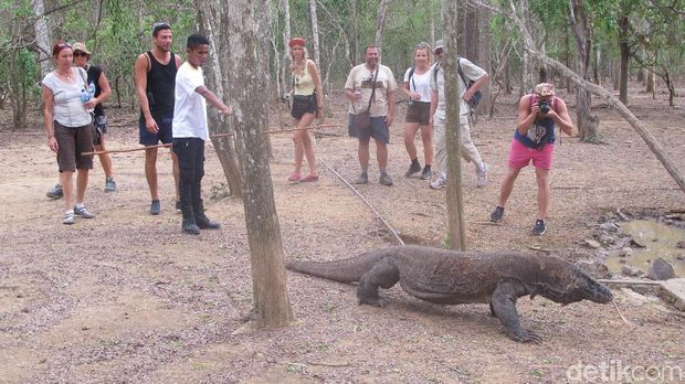 Turis di Pulau Komodo