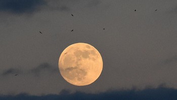Penampakan gerhana bulan Serigala di langit kota Pembrokeshire, Wales, Britania. Rebecca Naden/Reuters.