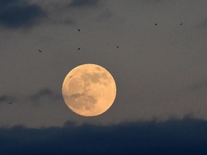 Siap-siap! Bakal Ada Fenomena Wolf Moon pada 3 Januari 2026