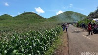 Hamparan cantiknya pun dijamin membuat yang berkunjung menikmati alam sejuk nan indah di sana (Pradito/detikTravel)