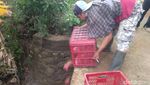 Harga Anjlok, Petani Buah Naga Buang Hasil Panen