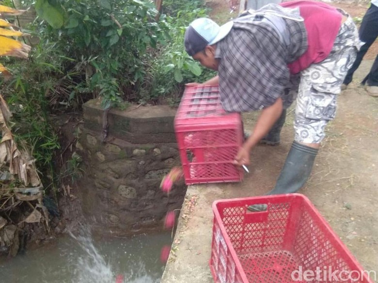  Harga Anjlok Petani di Banyuwangi Buang Buah Naga ke Sungai