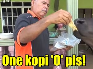 Bosan Makan Rumput, Sapi Ini Lebih Doyan Roti Canai hingga Kopi