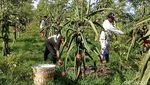 Harga Anjlok, Petani Buah Naga Buang Hasil Panen