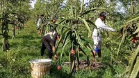 Anjloknya buah naga ini sudah terjadi selama 2 minggu.