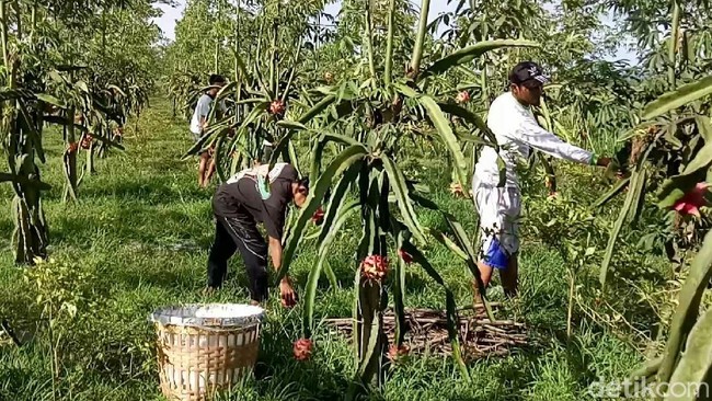 Terkuak, Buah Naga yang Dibuang di Banyuwangi Ternyata Reject