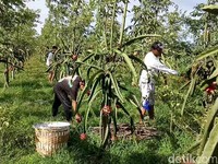 Terkuak, Buah Naga yang Dibuang di Banyuwangi Ternyata Reject