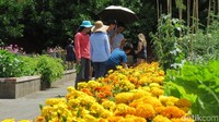 Ada lagi Herb Garden yang isinya adalah aneka tanaman yang dipakai untuk makanan, kosmetik, parfum dan obat (Fitraya/detikTravel)  