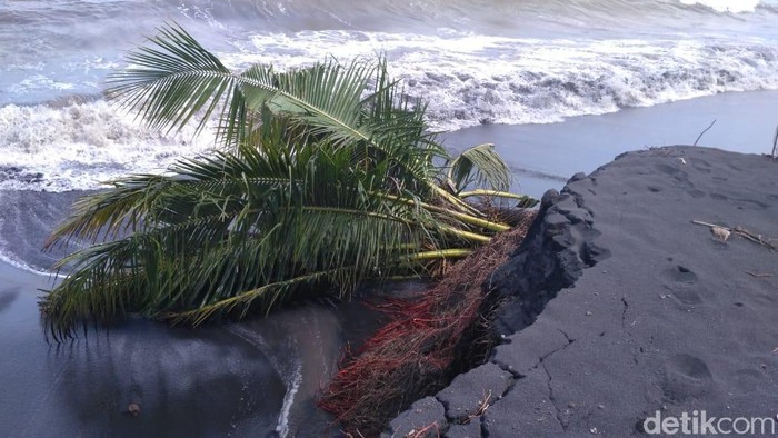 Pantai Di Lumajang Abrasi Usai Diterjang Gelombang Tinggi