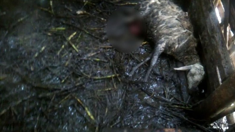 8 Kambing Warga Pasuruan Ditemukan Mati Mendadak 8 Kambing Warga Pasuruan Ditemukan Mati Mendadak