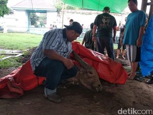 Salah Satu Kerbau Bule Pusaka Keraton Surakarta Mati Karena Sakit