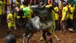 Momen Menegangkan Saat Banteng Mengamuk di Festival Jallikattu