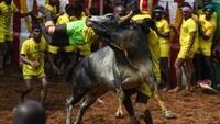 Dalam festival ini, siapa saja yang bisa mengendalikan banteng itu akan memenangkan hadiah. (AFP)