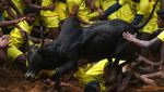 Momen Menegangkan Saat Banteng Mengamuk di Festival Jallikattu