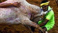 Seorang warga diseruduk banteng. (AFP).