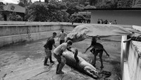 Buaya Mery dinekropsi pada hari Senin (21/1) oleh dokter hewan PPS Tasikoki drh Dwielma Nubatonis dan drhFahmi Agustiadi dibantu oleh Billy Lolowang dan Deity Mekel. Nekropsi ini disaksikan oleh pihak BKSDA dan pihak Polres Tomohon.