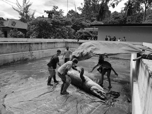 Polisi akan Periksa WN Jepang Pemilik Buaya 660 Kg Pemakan Manusia