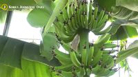 Gara-gara Perubahan Iklim, Korsel Bisa Jadi Produsen Pisang dan Mangga Gara-gara Perubahan Iklim, Korsel Bisa Jadi Produsen Pisang dan Mangga