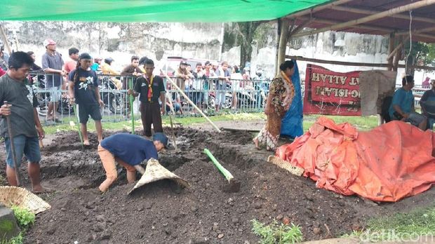 Salah Satu Kerbau Bule Pusaka Keraton Surakarta Mati Karena Sakit