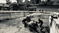 Dugaan kematian buaya Mery adalah faktor dari awal rescue di Tombariri dan dibawa ke TWA Batu Putih (Daops Manggala Agni) sudah mengalami drop, dan dugaan sementara adalah mengalami heatstrock. Selain itu ditemukan akumulasi gas yang sangat banyak di organ lambung, demikian laporan tim dokter.