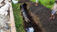 Bangkai buaya Mery lalu dikuburkan di kawasan TWA Batu Putih pukul 17.30 WITA, ujarnya.