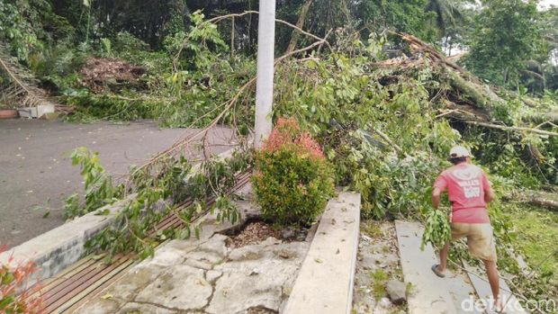 Bruk, Pohon Bunut Ikon Wisata Astana Gede Kawali Ciamis Tumbang