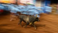 Seorang warga ikut terbawa saat hendak menaklukan banteng. (AFP).