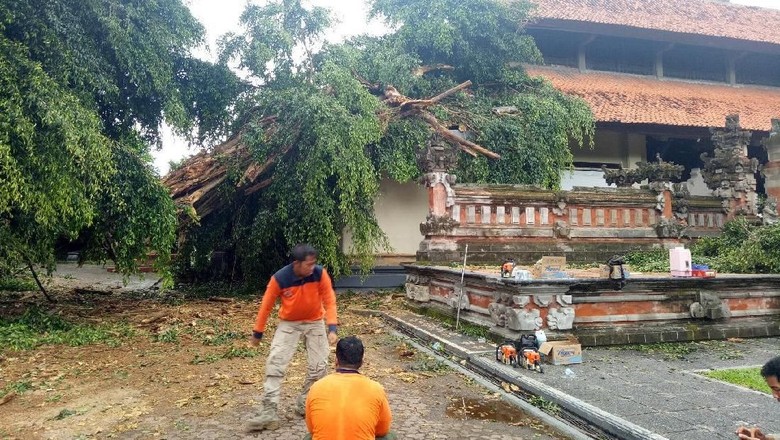 Beringin di Rumah Dinas Gubernur Bali Tumbang Beringin di Rumah Dinas Gubernur Bali Tumbang