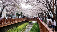 Gyeongsangnam atau Gyeongnam berada di bagian selatan Korsel. Daerah ini menjadi pusat festival cherry blossom yang digelar setiap musim semi, yaitu Jinhae Gunhangje Festival (dok KTO)