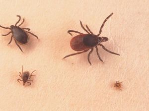 Wabah Tick-Borne di China Munculkan Kekhawatiran Penularan Antar-Manusia
