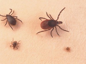 Wabah Tick-Borne di China Munculkan Kekhawatiran Penularan Antar-Manusia