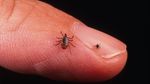 Potret Kutu Pengisap Darah yang Gigitannya Bisa Bikin Kamu Alergi Daging