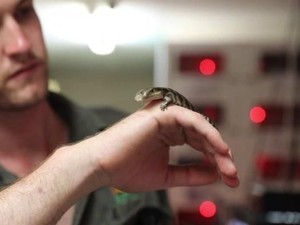 Kadal Langka Berlidah Biru Berkepala Dua Ditemukan di Australia